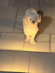 Found/Stray Male Dog last seen Arrow highway, Baldwin Park, CA 91706