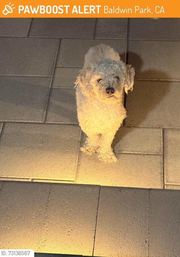 Found/Stray Male Dog last seen Arrow highway, Baldwin Park, CA 91706