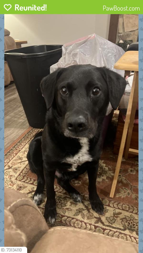 Reunited Male Dog last seen Mystery hse rd and swifty Ln, Davenport, FL 33837