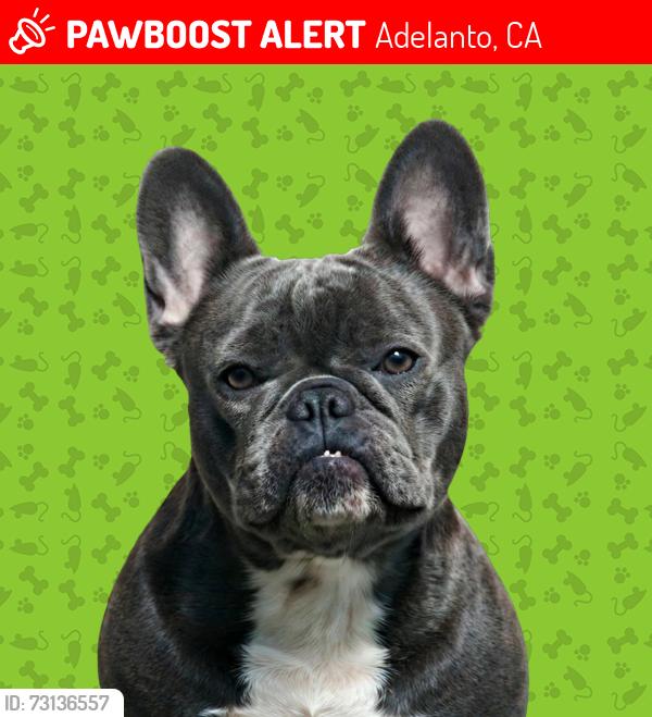 Lost Female Dog last seen Bellflower / Mohave, Adelanto, CA 92301