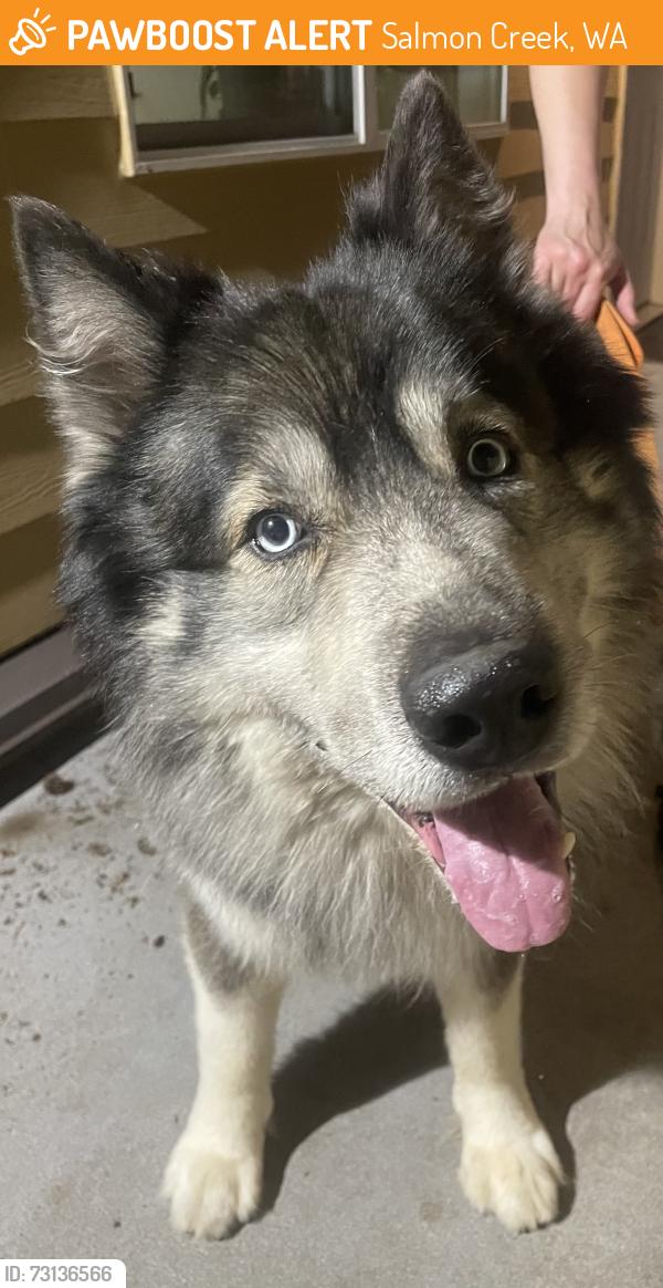 Found/Stray Male Dog last seen 113th St, Salmon Creek, WA 98686