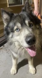 Found/Stray Male Dog last seen 113th St, Salmon Creek, WA 98686