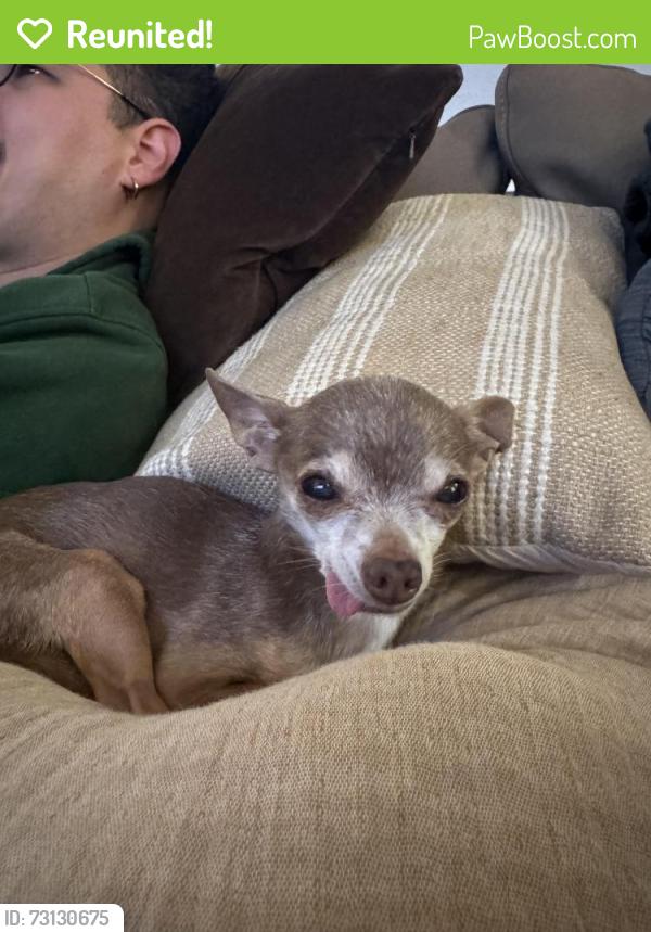 Reunited Male Dog last seen Superior st, Dallas, TX 75208