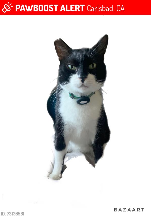 Lost Male Cat last seen Paseo acampo, Carlsbad, CA 92009