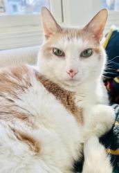 Reunited Male Cat last seen Near cross street Anoka, Anoka, MN 55303