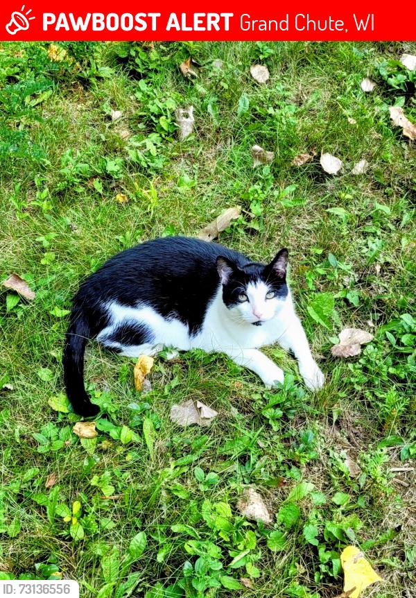 Lost Male Cat last seen Rosewood drive, Grand Chute, WI 54913
