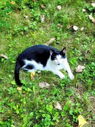 Lost Male Cat last seen Rosewood drive, Grand Chute, WI 54913