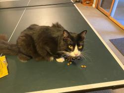 Reunited Male Cat last seen Near Killarney Drive, Bellevue, WA 98004