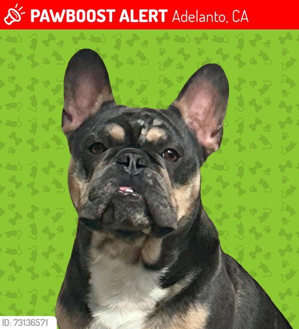 Lost Male Dog last seen Bellflower / Mohave, Adelanto, CA 92301