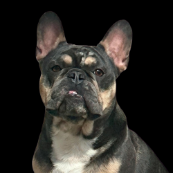 Lost Male Dog last seen Bellflower / Mohave, Adelanto, CA 92301
