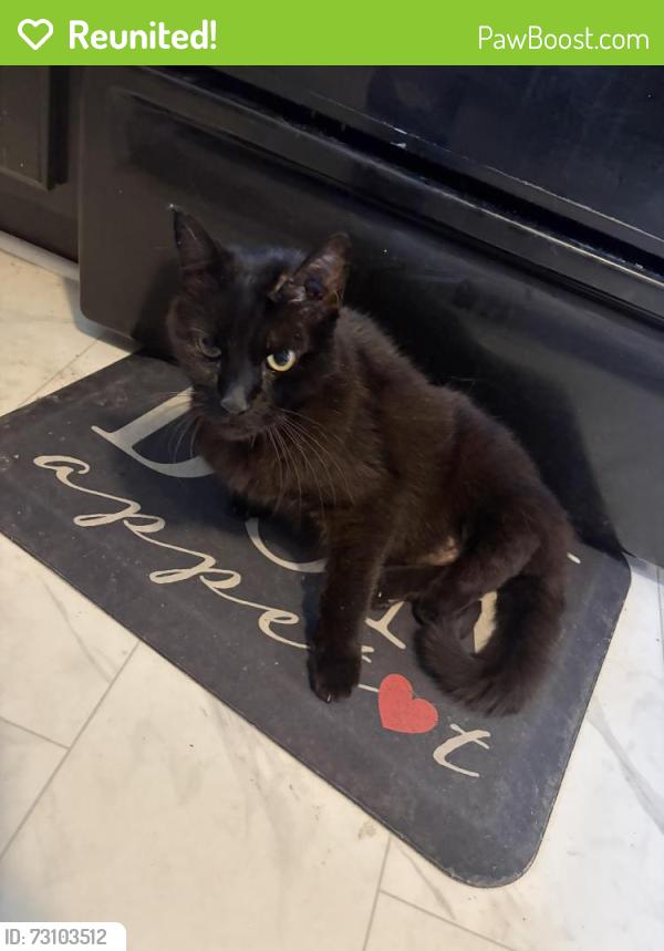Reunited Male Cat last seen poe and whittier st, Kansas City, MO 64119