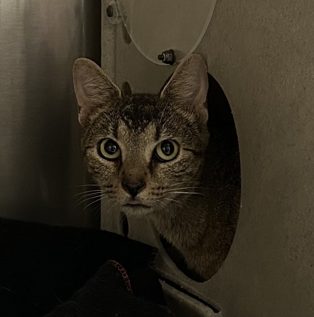 Shelter Stray Unknown Cat last seen Near Pleasant Ridge Road, VIRGINIA BEACH, VA, 23457, 341 S Birdneck Rd, Virginia Beach, VA 23451, USA