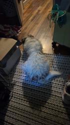 Reunited Male Dog last seen Hank or Hugh’s street behind enterprise rent a car/ mount alto, Rome, GA 30165