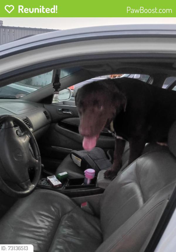 Reunited Male Dog last seen 34th and Pearl near Donald, Eugene, OR 97405