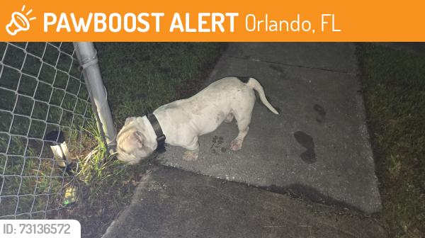 Found/Stray Male Dog last seen Kempston dr, Orlando, FL 32812