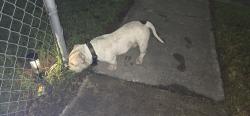 Found/Stray Male Dog last seen Kempston dr, Orlando, FL 32812