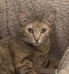 Reunited Female Cat last seen Palmeras Marinas Ln Panama City Beach, Panama City Beach, FL 32407