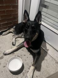 Found/Stray Female Dog last seen Old hickory blvd & Brittany park drive, Nashville, TN 37013