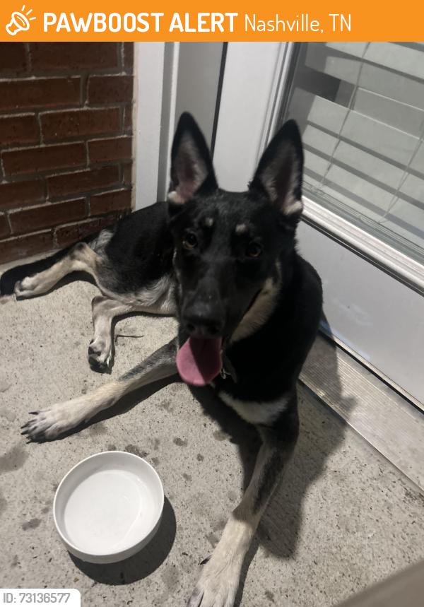 Found/Stray Female Dog last seen Old hickory blvd & Brittany park drive, Nashville, TN 37013