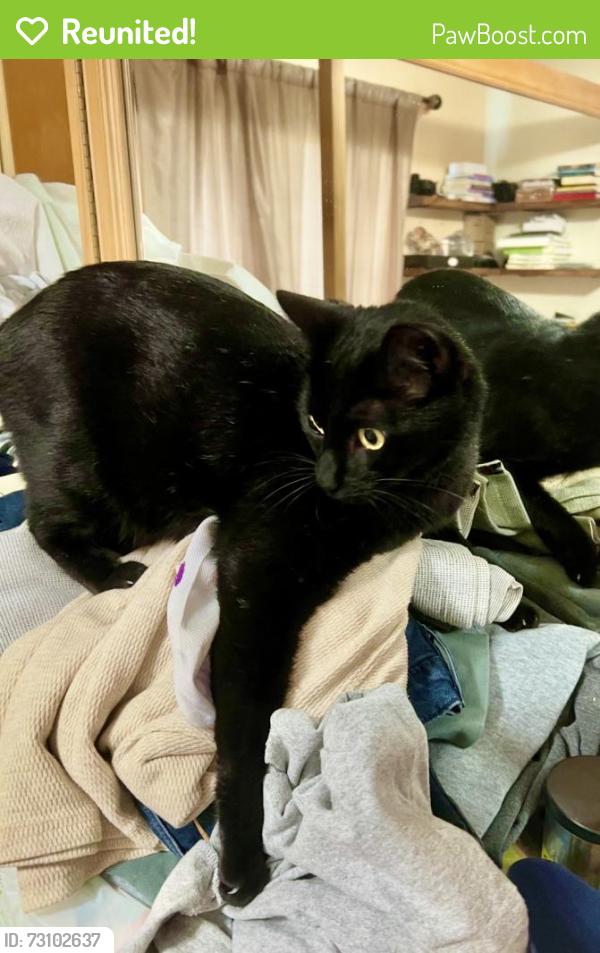 Reunited Male Cat last seen North boulevard and 131st ave. Near Walgreens and circle K, Tampa, FL 33612
