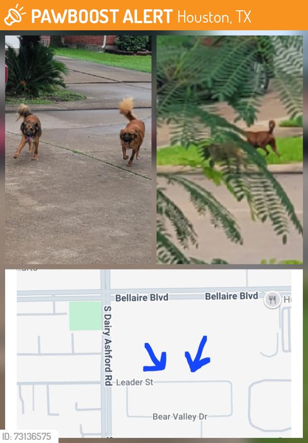Found/Stray Unknown Dog last seen Leader street in Alief, Houston, TX 77072