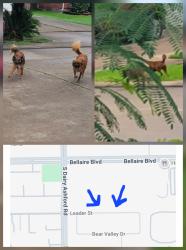 Found/Stray Unknown Dog last seen Leader street in Alief, Houston, TX 77072