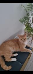 Lost Male Cat last seen Engleman/Alex, Center Line, MI 48015