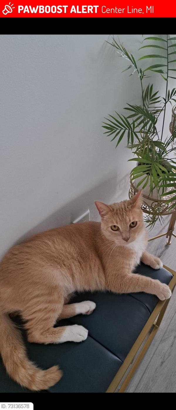 Lost Male Cat last seen Engleman/Alex, Center Line, MI 48015