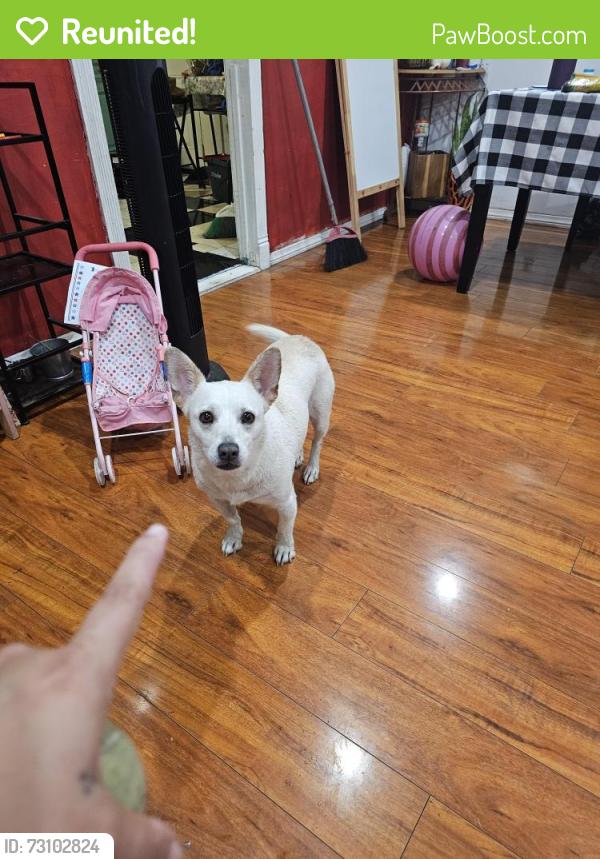 Reunited Female Dog last seen 113th street/ Main Street, Los Angeles, CA 90061