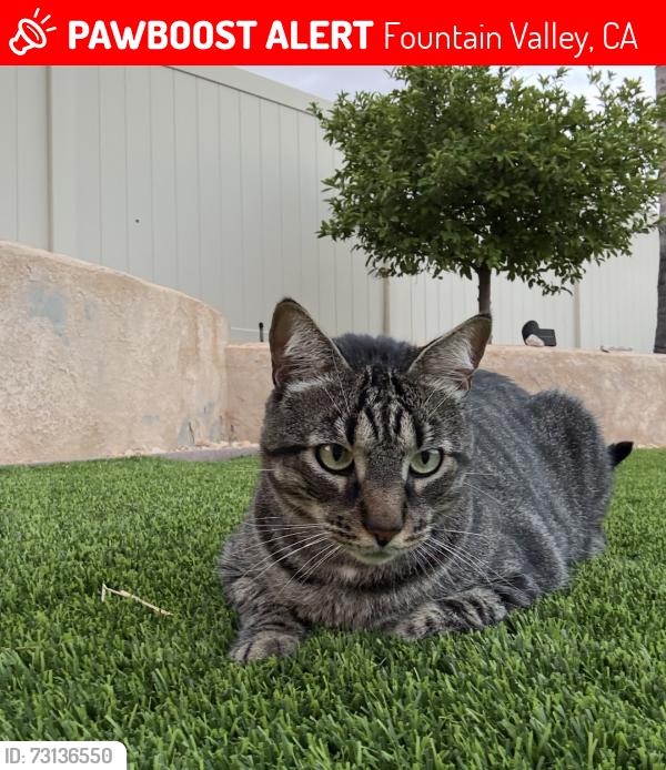 Lost Male Cat last seen Brookhurst & Edinger, Fountain Valley, CA 92708