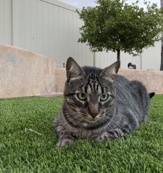 Lost Male Cat last seen Brookhurst & Edinger, Fountain Valley, CA 92708