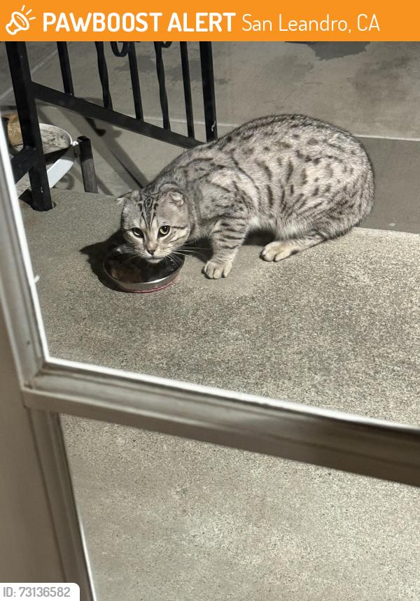 Found/Stray Unknown Cat last seen Mitchell Ave, San Leandro, San Leandro, CA 94577