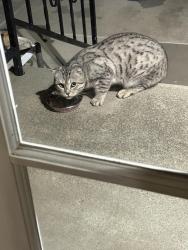 Found/Stray Unknown Cat last seen Mitchell Ave, San Leandro, San Leandro, CA 94577