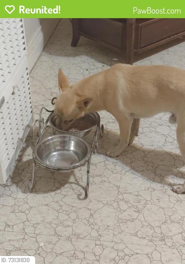 Reunited Male Dog last seen East J and 4th East, Lancaster, CA 93535