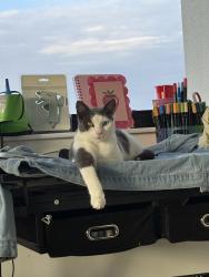 Lost Female Cat last seen Near nw 10 pl, Fort Lauderdale, FL 33311