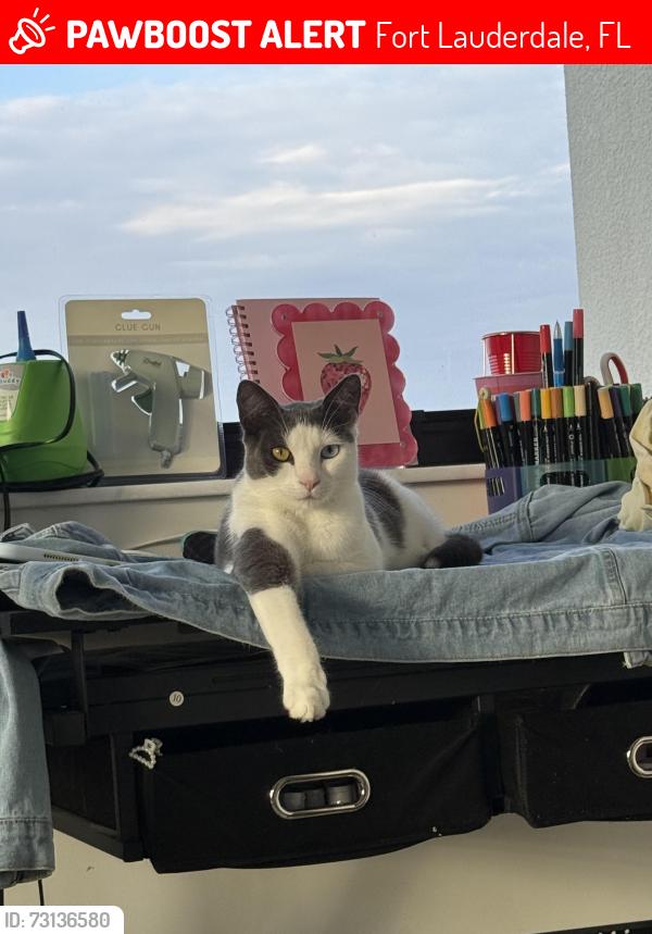 Lost Female Cat last seen Near nw 10 pl, Fort Lauderdale, FL 33311