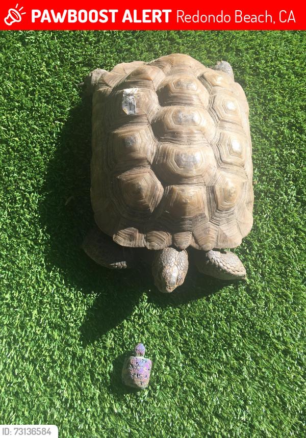 Lost Female Reptile last seen Around the corner from Perry Park, Redondo Beach, CA 90278