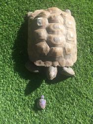 Lost Female Reptile last seen Around the corner from Perry Park, Redondo Beach, CA 90278