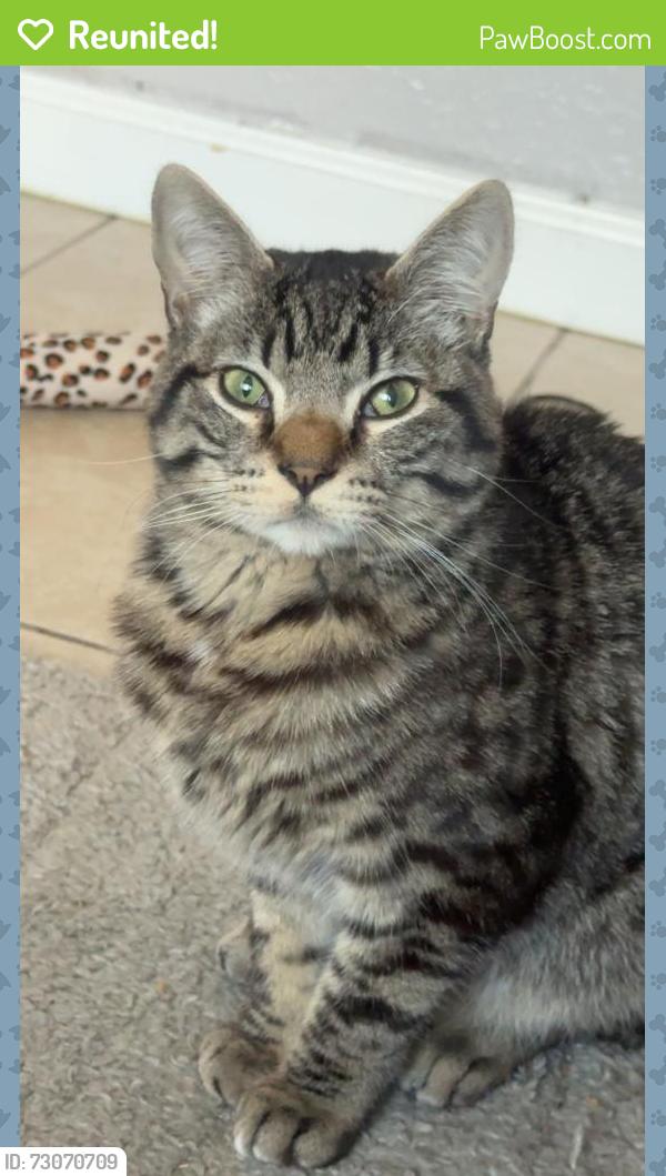 Reunited Male Cat last seen cooper ave, Yuba City, CA 95991