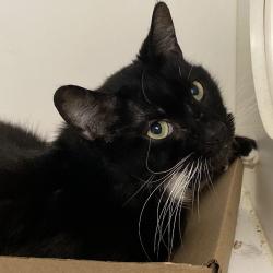 Shelter Stray Male Cat last seen , Animal Care & Control Team of Philly, 111 W Hunting Park Ave, Philadelphia, PA 19140, USA