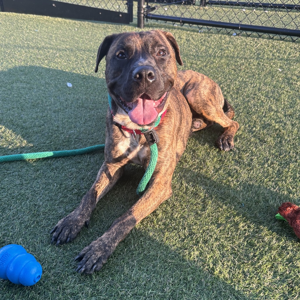 Shelter Stray Male Dog last seen , Animal Care & Control Team of Philly, 111 W Hunting Park Ave, Philadelphia, PA 19140, USA