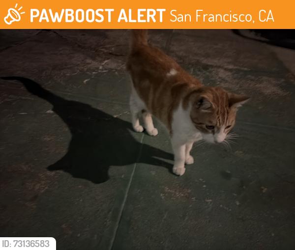 Found/Stray Unknown Cat last seen Mission street, San Francisco, CA 94112