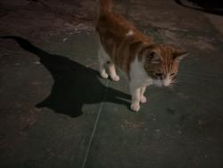 Found/Stray Unknown Cat last seen Mission street, San Francisco, CA 94112