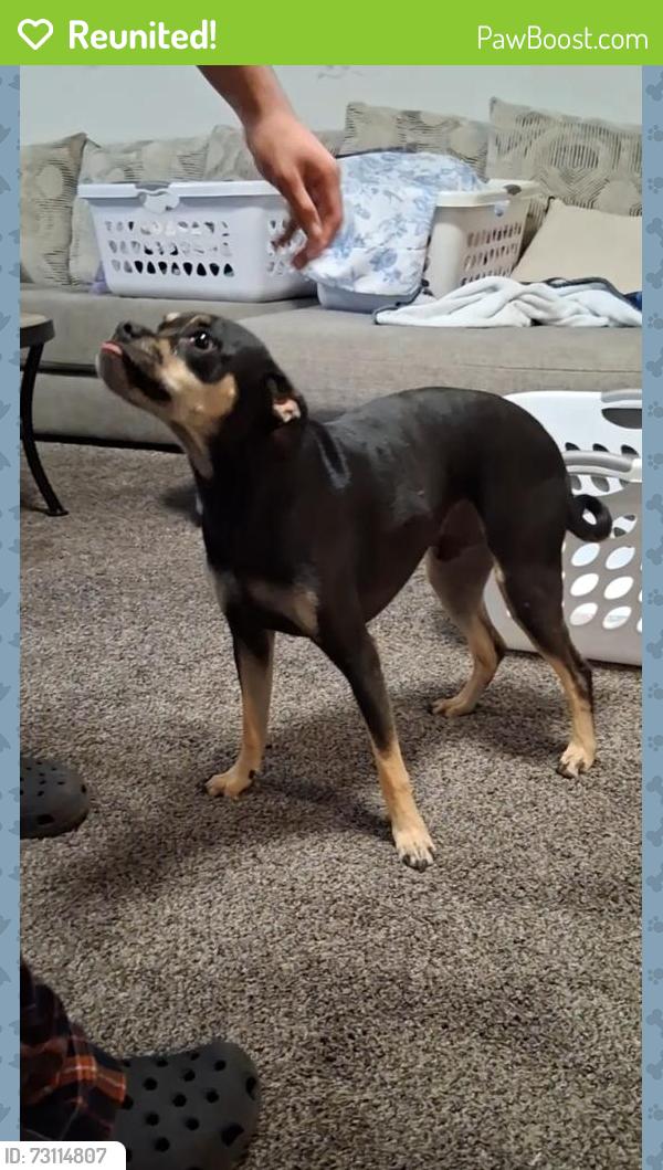 Reunited Male Dog last seen Isleta and Metzgar, South Valley, NM 87105