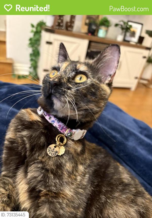 Reunited Female Cat last seen Near Talbot St, Point Loma, San Diego, CA 92106