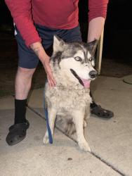 Found/Stray Unknown Dog last seen sand creek drive, Antioch, CA 94531