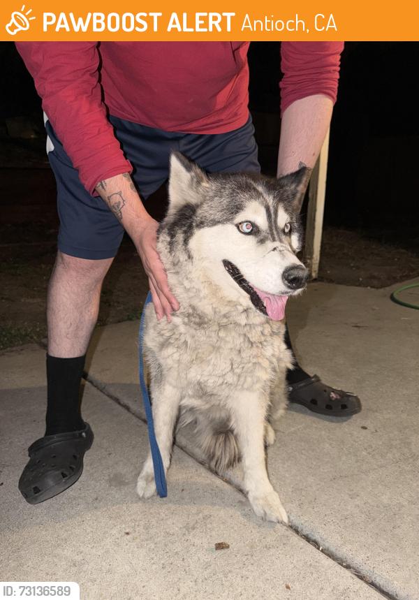 Found/Stray Unknown Dog last seen sand creek drive, Antioch, CA 94531