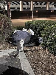 Found/Stray Unknown Cat last seen Home Depot (Cypress Park), CA 90065, Los Angeles, CA 90065
