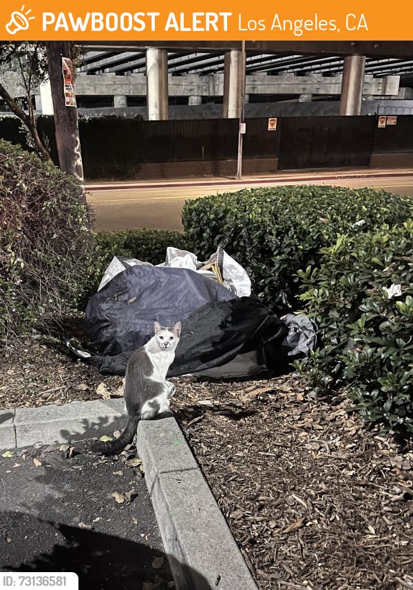 Found/Stray Unknown Cat last seen Home Depot (Cypress Park), CA 90065, Los Angeles, CA 90065