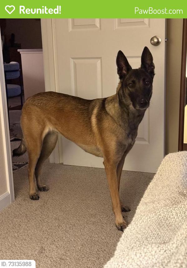 Reunited Female Dog last seen Providence Everett hosp, Everett, WA 98201